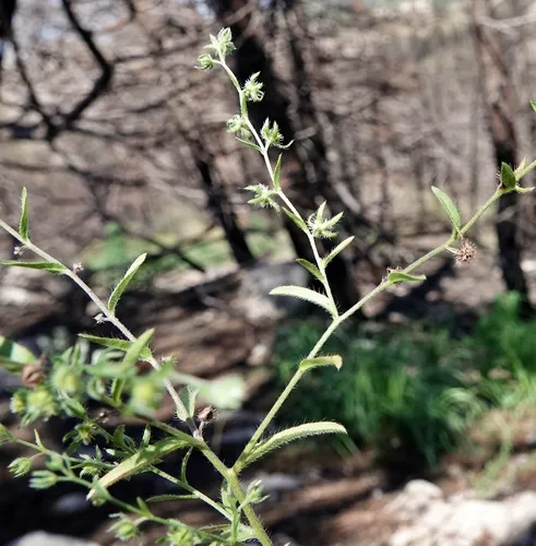 Flatspine Stickseed