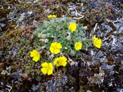 Pedersen's Cinquefoil thumbnail 3