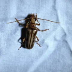 Ortholeptura valida thumbnail 4
