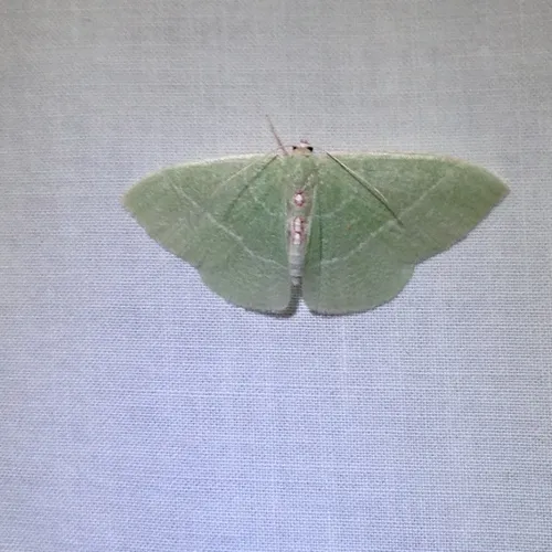 Columbian Emerald