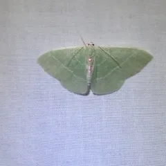 Columbian Emerald thumbnail 1