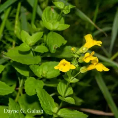 Sharp-leaved Monkeyflower thumbnail 4