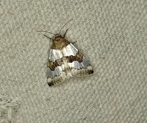 Schinia chryselloides