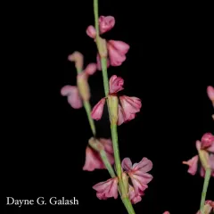 Wickerstem Buckwheat thumbnail 3