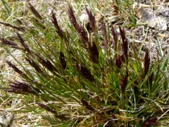 Alaska wild rye thumbnail 2