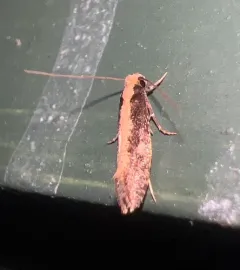 Bird Nest Moth thumbnail 4