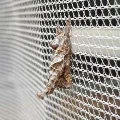 Striped Chocolate-tip Moth thumbnail 4