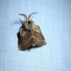 Western Tent Caterpillar Moth thumbnail 2