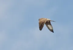 Eurasian Kestrel thumbnail 2