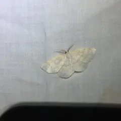 Yellow-dusted Cream Moth thumbnail 2