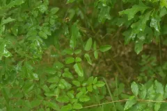 hairy angelica thumbnail 1