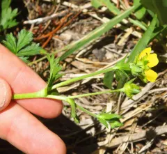Drummond's cinquefoil thumbnail 3