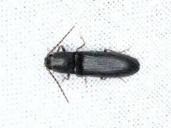 Dark-haired Click Beetle thumbnail 4