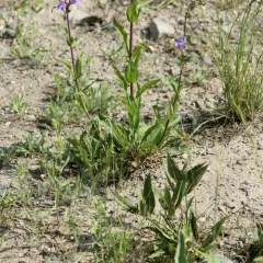 Smooth Beardtongue thumbnail 3