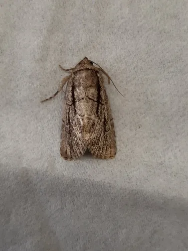 Sympistis tenuistriga