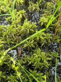 Imbricate Bog-moss thumbnail 2