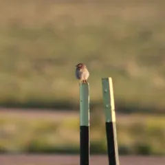 Brewer's Sparrow thumbnail 3