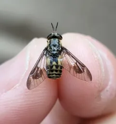 Chrysops furcatus thumbnail 3