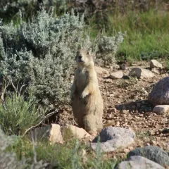 White-tailed Prairie Dog thumbnail 2