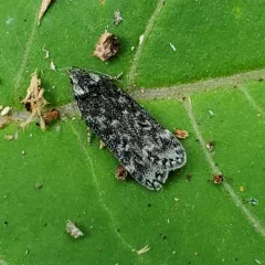 Pale-headed Aspen Leafroller Moth thumbnail 4
