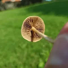 Common Fieldcap thumbnail 3