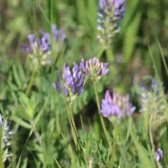 Laxmann's Milkvetch thumbnail 4