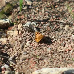 Edwards's Fritillary thumbnail 3