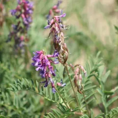 Two-grooved Milkvetch thumbnail 2