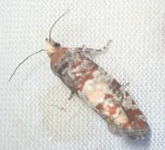 Red Pine Coneborer Moth thumbnail 4