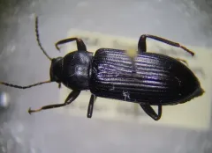 Strongylium terminatum thumbnail 3