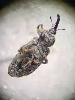 Eastern Cottonwood Weevil thumbnail 3