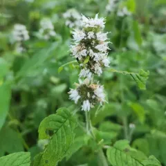 Hairy Wood Mint thumbnail 4
