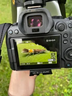 Beautiful Cosmopterix Moth thumbnail 3