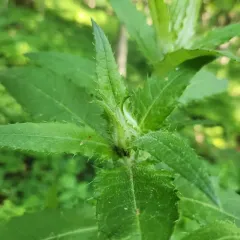 Tall Thistle thumbnail 3