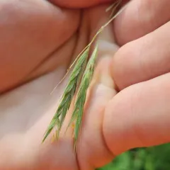 Hairy Woodland Brome thumbnail 4