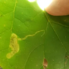 Amauromyza pleuralis thumbnail 4