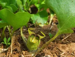 green-flowered wild ginger thumbnail 3
