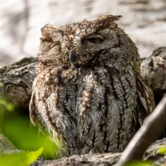 Western Screech-Owl thumbnail 2