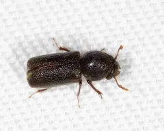 Prostephanus punctatus thumbnail 3