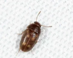 Litargus sexpunctatus thumbnail 2