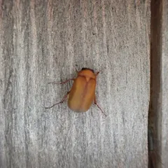 Nipponoserica peregrina thumbnail 3