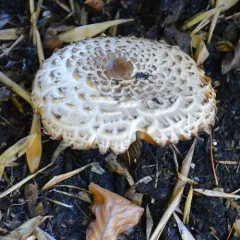 Shaggy Parasol thumbnail 4