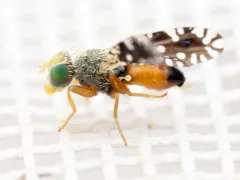 Euaresta stelligera thumbnail 4