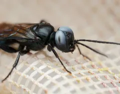 Dryudella caerulea thumbnail 3