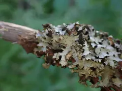 Tinted Rag Lichen thumbnail 2