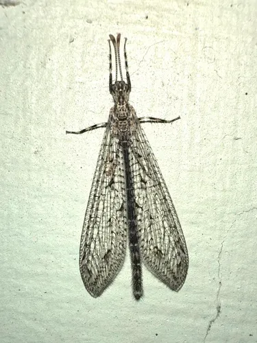 Chaetoleon pusillus