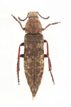 Blackman's False Darkling Beetle thumbnail 3