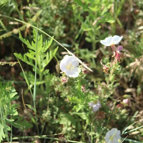 crownleaf evening primrose