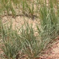 Western Wheatgrass thumbnail 4