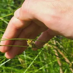 woolly-fruited sedge thumbnail 4
